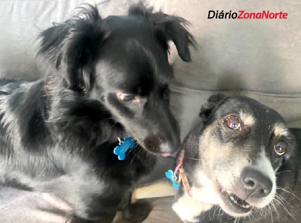 trabalho nos escritorios. vacinação antirrábica gratuita 