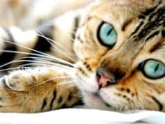 Adoção de gatos em Santana: evento da Prefeitura reúne felinos à espera de um lar Adoção gatos santana