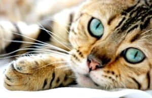 Adoção de gatos em Santana: evento da Prefeitura reúne felinos à espera de um lar Adoção gatos santana