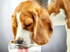 Seu cachorro tem pedras nos rins? Saiba tudo sobre a Doença Renal Crônica nos pets doença renal crônica pets