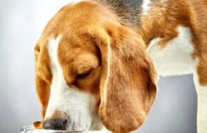 Seu cachorro tem pedras nos rins? Saiba tudo sobre a Doença Renal Crônica nos pets doença renal crônica pets