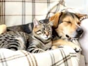 Prefeitura de São Paulo oferece castração gratuita de cães e gatos: veja como agendar castração cães gatos