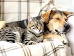 Prefeitura de São Paulo oferece castração gratuita de cães e gatos: veja como agendar castração cães gatos