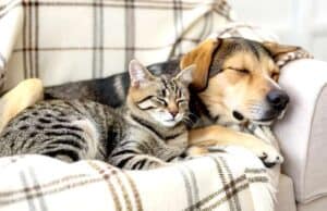 Prefeitura de São Paulo oferece castração gratuita de cães e gatos: veja como agendar castração cães gatos