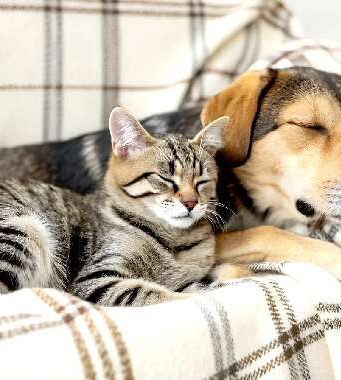 Prefeitura de São Paulo oferece castração gratuita de cães e gatos: veja como agendar castração cães gatos