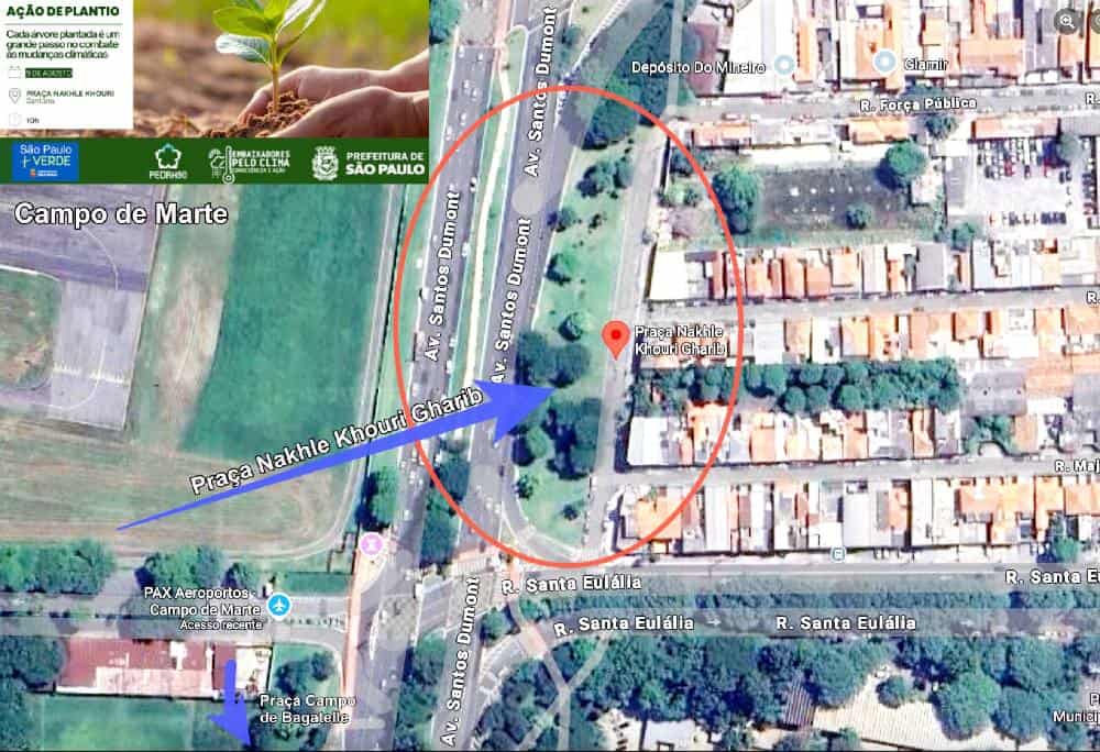 Santana bosque árvores