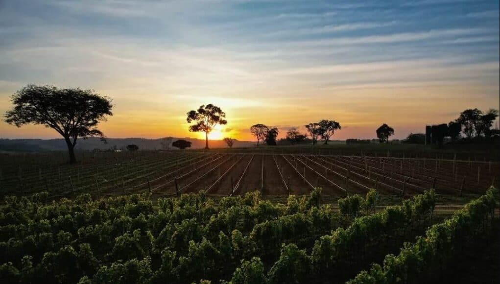 SindVinho MG ProWine São Paulo