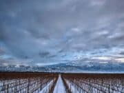 Terrazas de los Andes leva brancos de altitude e masterclass à ProWine São Paulo terrazas los andes prowine