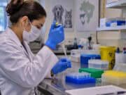 PCR em Tempo Real amplia precisão e agilidade no diagnóstico veterinário PCR Tempo Real veterinário