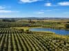 Vinhos, azeites e turismo: Grupo Batalha leva novo projeto da Campanha Gaúcha à ProWine Grupo Batalha ProWine