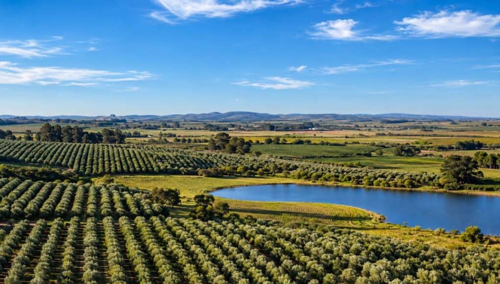 grandterroir31 Grupo Batalha ProWine