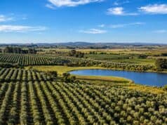 Vinhos, azeites e turismo: Grupo Batalha leva novo projeto da Campanha Gaúcha à ProWine Grupo Batalha ProWine