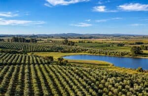 Vinhos, azeites e turismo: Grupo Batalha leva novo projeto da Campanha Gaúcha à ProWine Grupo Batalha ProWine